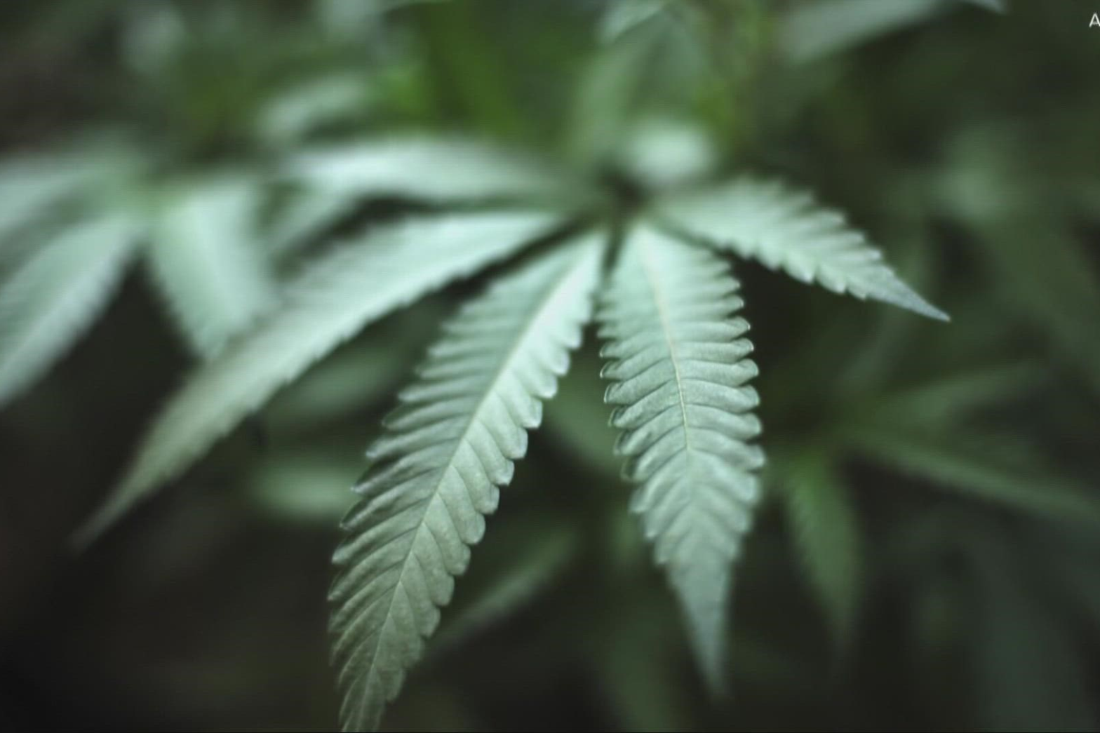 Toking Tours: A Traveler's Guide to Cannabis-Friendly Activities in DC