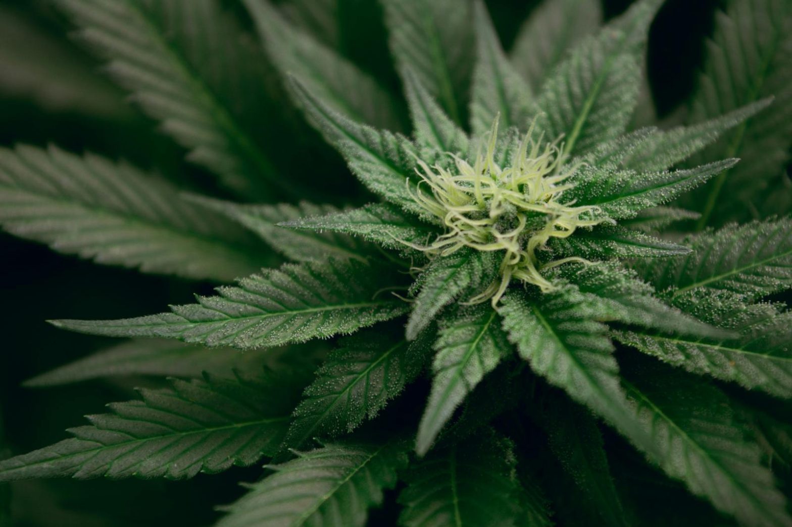 Unlocking Success: How a Cannabis Marketing Agency Can Elevate Your Brand